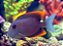 flame fin tomini tang - Imagem 1
