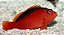 Flame Hawkfish - Imagem 1