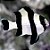 four striped GG - Imagem 1