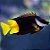 foxface fiji - Imagem 1
