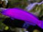 fridimani purple - Imagem 1