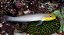 Gold Head Sleeper Goby - Imagem 1