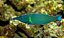 Green Bird Wrasse G - Imagem 1