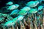 Green Chromis - Imagem 1