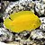 Lemon Peal - Imagem 1