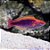 Lubocks Rainbown Wrasse - Imagem 1