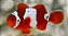 Maroon Snowflake - Imagem 1
