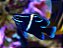 Neon Velvet Damsel - Imagem 1