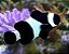 Ocealaris Black - Imagem 1