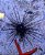 ouriço Long Spine urchin - Imagem 1
