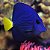 purple tang P - Imagem 1
