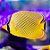 Rafflesi Burterfly - Imagem 1