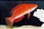 red fin wrasse - Imagem 1