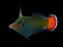 red tail filefish - Imagem 1