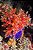 Sea Apple Cocumber - Imagem 2
