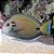 Tennenti Surgeonfish GG - Imagem 2