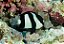 Three striped Dansel - Imagem 2