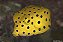 Yellow Spotted  Boxfish Grande - Imagem 1
