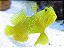 yellow watchman goby medio - Imagem 1