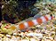 Aurora Goby - Imagem 1