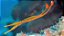Banded Pipefish - Imagem 2