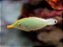 Orange Spot Filefish - Imagem 1