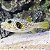 Stars and Striped Puffer - Imagem 1