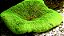 Anêmona Carpet Green - Imagem 1