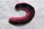 Pink and Black Cocumber - Imagem 1