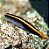 Neon goby (amarelo) - Imagem 1