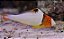 Bicolor Parrotfish - Imagem 1