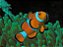 Ocealaris Selvagem - Imagem 1