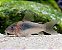 Corydora Aeneus - Imagem 1