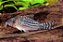 Corydora Haraldschultzi - Imagem 1