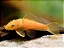 Cascudo Ancistrus Albino - Imagem 1