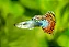 Guppy Jumbo Macho - Imagem 1