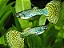 Guppy Jumbo Macho - Imagem 2