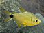 Tetra Loweae - Imagem 1