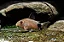 Corydoras Caudimaculatus - Imagem 1