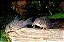 Corydoras Xinguensis - Imagem 1