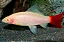 Labeo Bicolor Albino - Imagem 1