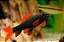 Labeo Frenatus - Imagem 1