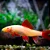 Labeo Frenatus Albino - Imagem 1
