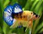 Betta Macho Candy - Imagem 2