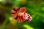 Betta Macho Candy - Imagem 3