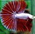 Betta Macho Dragon - Imagem 2