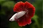 Betta Macho Dragon - Imagem 1