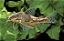 Corydora Barbatus - Imagem 1