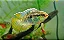 Curviceps - Imagem 1