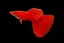 Guppy Red Casal - Imagem 2